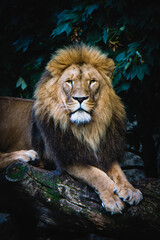 portrait of a lion