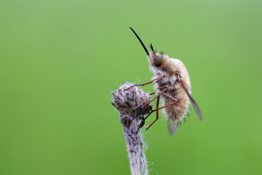 The Bombyliidae are a family of flies. Their common name are bee flies or humbleflies