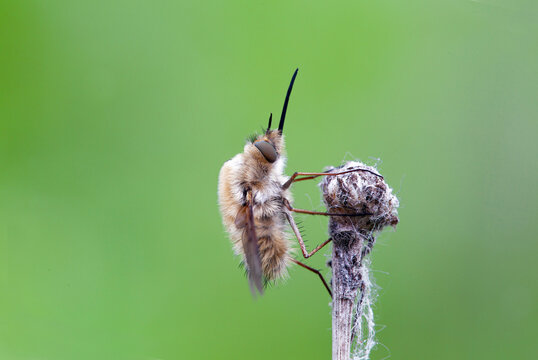 The Bombyliidae are a family of flies. Their common name are bee flies or humbleflies