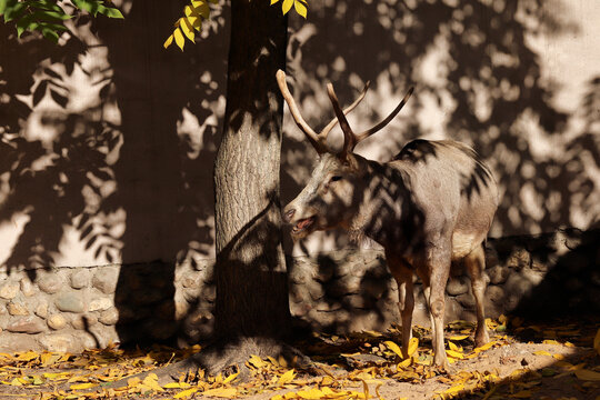 Deer with antlers in the zoo enclosure in autumn.