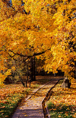 path leading into the thick of the autumn park