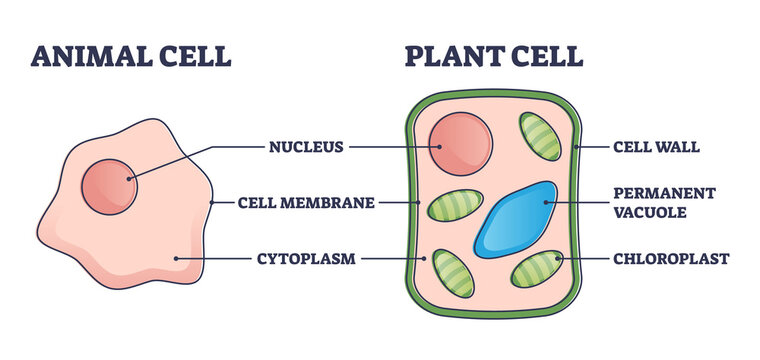 Animal vs plant cell structure comparison with differences outline diagram. Labeled educational inner anatomy description with membrane, cytoplasm and chloroplast in cross section vector illustration.