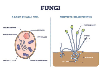 Fungi as basic fungal cell and multicellular fungus structure outline diagram. Biological microscopic organism inner parts vs fruiting body or mushroom with spores and mycelium vector illustration. © VectorMine