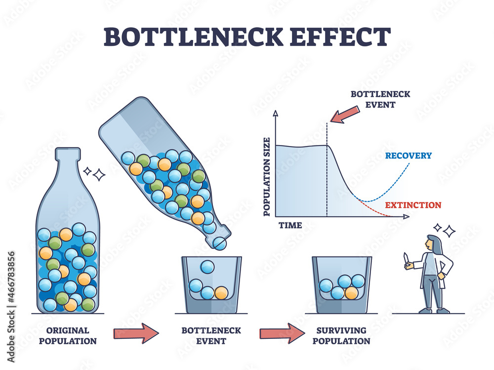 Poster bottleneck effect axis scheme on genetic drift and population outline diagram. labeled graphic with 