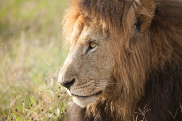 Fototapeta na wymiar Extreme closeup of a male lion with a huge shaggy mane in Kenya, Africa
