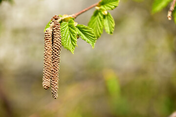 The picture shows a close-up of catkins hanging from a branch of a nut tree and the first green leaves.
