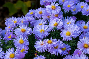 Blue aster perennial or chrysanthemums, floral background