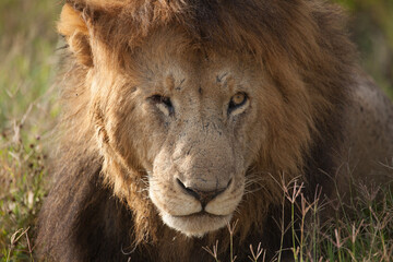 Extreme closeup of a male lion with a huge shaggy mane in Kenya, Africa