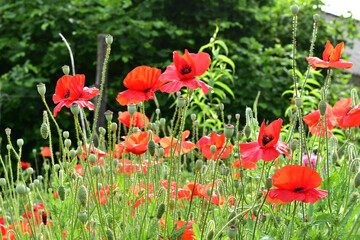 The picture shows a green field on which a red poppy grows.