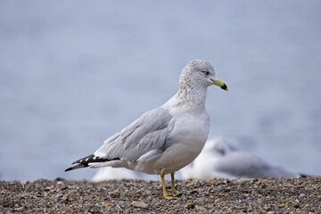 Obraz premium Ring billed gull standing on a beach.
