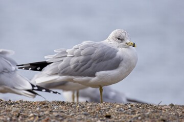 Ring billed gull on a windy day.