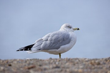 Fototapeta premium Sideview of gull standing on bench.