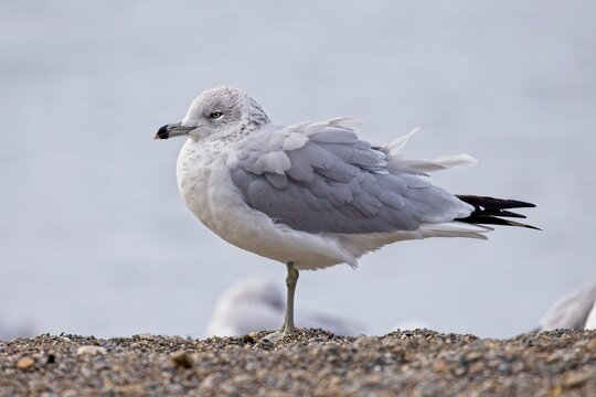 Ring Billed Gul's Feathers Ruffle On A Windy Day.