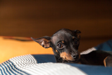 Pinscher dog lying on the bed. Beautiful. Dog concept. Pet concept.\nPinscher Concept.