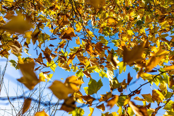 Schöne bunte Blätter im Herbst blick in den Himmel