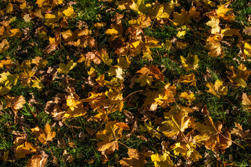 Blätter Laub liegt auf dem Boden im Herbst bunte Farben