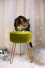 Timid tabby cat on stool