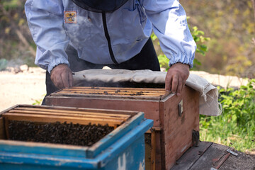 Beekeeper is working to collect honey