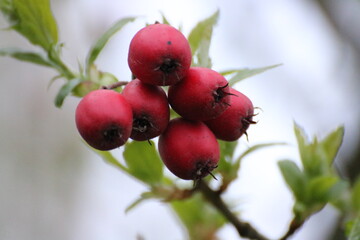 Beeren