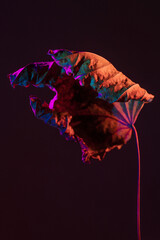 Dry leaf composition painted with different colored light. Modern composition autumn nostalgia.