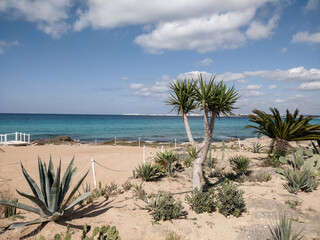 Strand am Mittelmeer mit Kakteen und Palmen im Sommer ohne Menschen