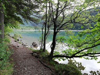 lake and trees