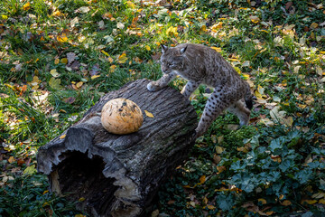 Close-up of a lynx (bobcat) with a pumpkin on the tree stump.