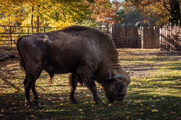Adult male european bison in the zoo. Autumn, sunny day. 