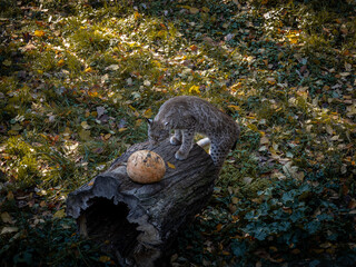 Close-up of a lynx (bobcat) with a pumpkin on the tree stump.