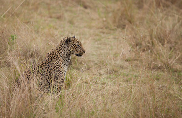 Wild leopard in action while on safari in the Masai Mara, Kenya