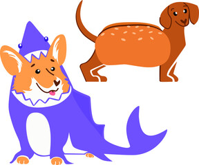 Cute little dogs in costumes. Dachshund as a hot dog, and the joyful corgi became a shark!