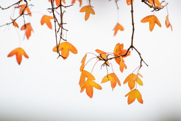 close-up of branches with autumn-colored leaves with out-of-focus background