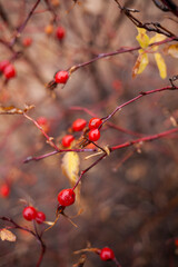 red berries in autumn