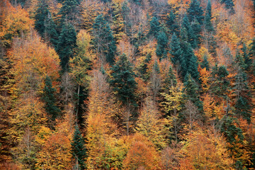 autumn in the mountains