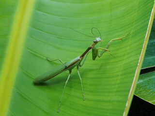Praying Mantis on a palm leaf cleaning its antennae.