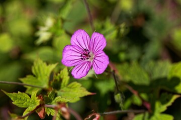 Flower of the geranium species Geranium wallichianum