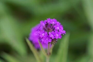 Slender vervain, Verbena rigida