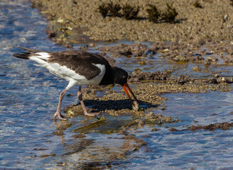 A day in the life of the Eurasian Oystercatcher!
