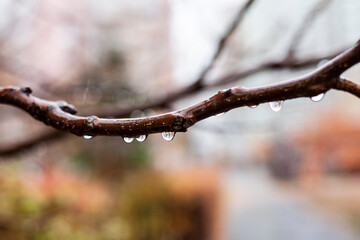 branch of a tree in winter