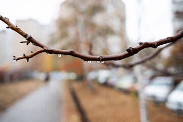 spring branches