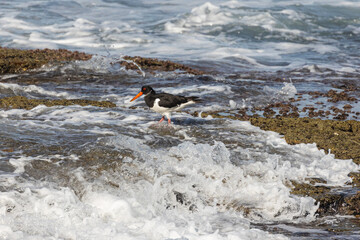 A day in the life of the Eurasian Oystercatcher!