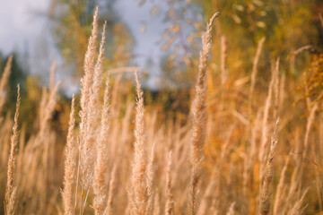 Fototapeta premium Autumn photo in gold tones. Autumn grasses in the rays of the setting sun. Autumn background. Sun setting behind wild grass in the field.