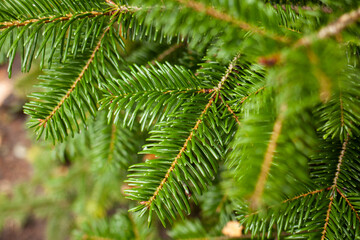 pine needles