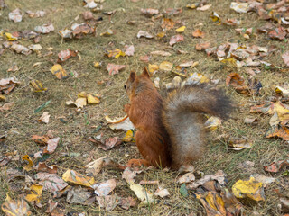 Fox Squirrel eating nuts in Autumn
