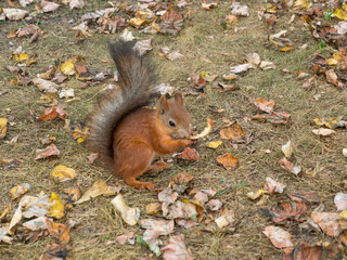 Fox Squirrel eating nuts in Autumn
