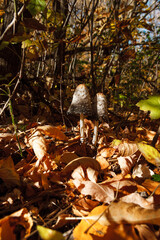 shaggy mushrooms with an ink cap mushrooms found in the autumn forest