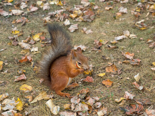 Fox Squirrel eating nuts in Autumn
