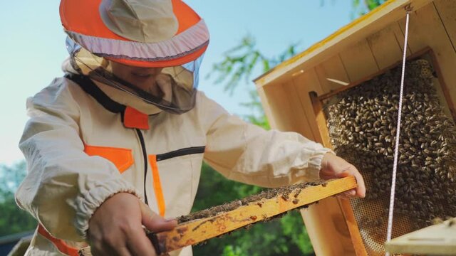 Caucasian female beekeeper in protective clothing inspecting honeycomb frame from beehive. Woman Beekeeper harvesting honey and work with bees in apiary. Apiary, honey making, small business, hobby