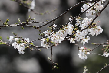 野川桜2