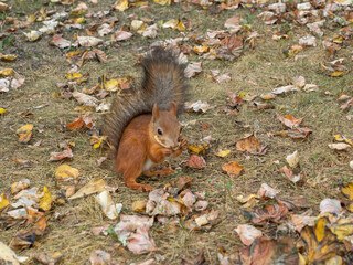 Naklejka na ściany i meble Fox Squirrel eating nuts in Autumn 